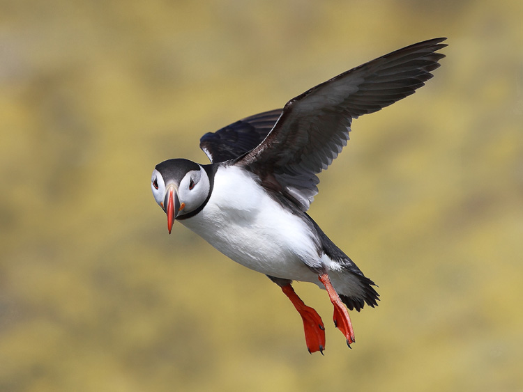 Puffin